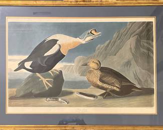 Vintage Audubon Print “King Duck”