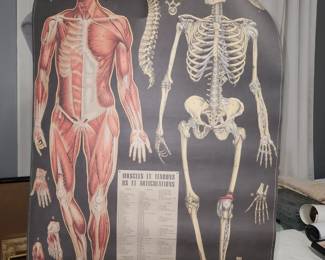 Human body poster