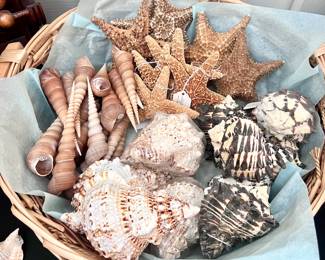Seashell decor