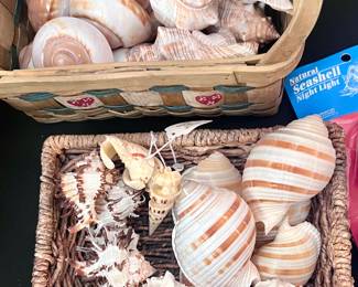 Collection of seashell decor 