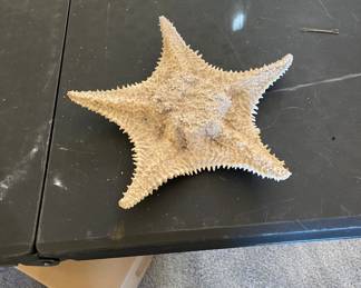 Large Star Fish