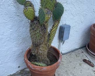 terra cotta and old growth cactus...