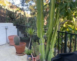 lots of very healthy cactus & more!