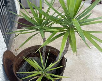 a nice Kentia palm...