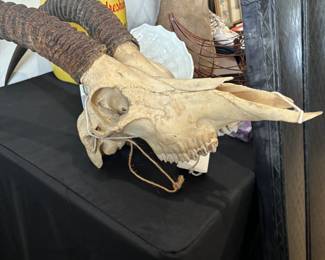 Antelope Skull
