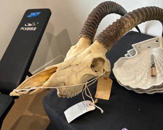 Antelope Skull