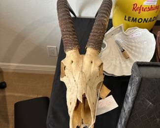 Antelope Skull