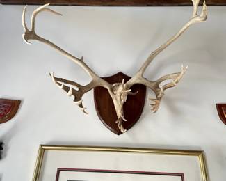 Antique Caribou Mount, $2500