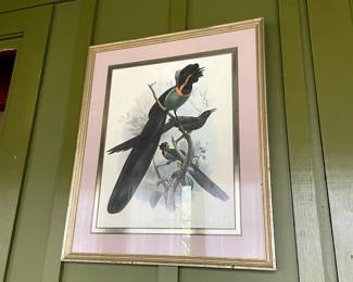 Hanhart Lithograph "Astrapia Nigra". $225