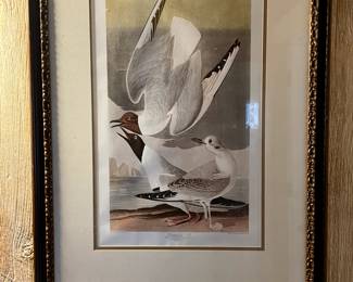 Seagulls after Audubon, $175