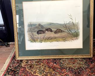 1848 Audubon, Northern Meadow Mouse, #26 Plate CXXIV. Printed in COL by J. T. Bowen Plulad. 31 x 27, Gold leaf Frame. $675