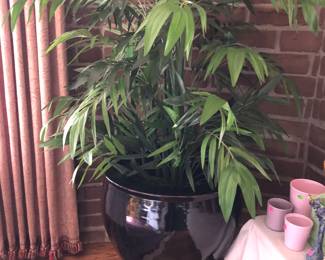 Big black pottery pot with plant