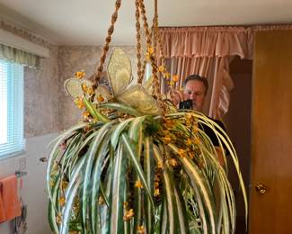 . . . faux or live spider plant -- don't remember?