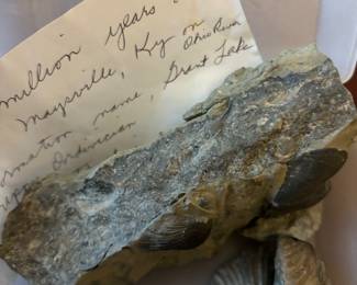 480 million year old Kentucky fossil