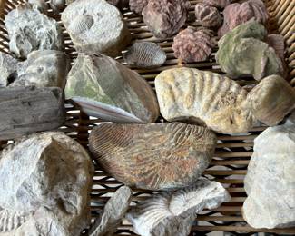 Assorted fossils