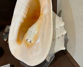 Shells on acrylic stands