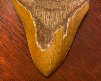 Megaladon? Ancient Giant Shark's Teeth?