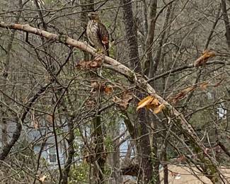 Cool hawk I watched while drinking a meal replacement shake outside.