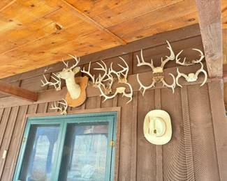 Deer head and antlers