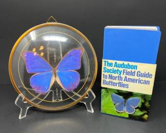 Morpho Didius Butterfly in Domed Glass Frame + Butterfly Field Guide