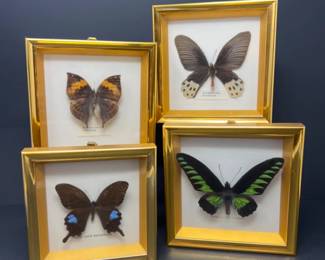 1980s Gold Framed Seattle Center Butterflies 1 - Birdwing Trogonoptera