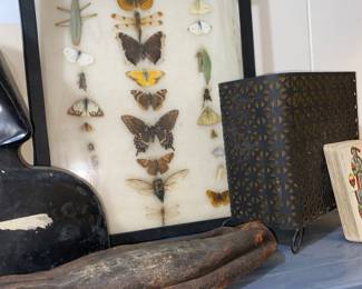 Butterfly display case