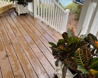 Set of two plants $150