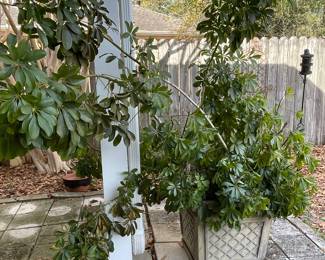 $150 Light weight planters - one with a plant