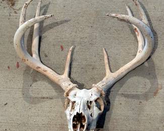 Euro Mount Style 8 Point Buck