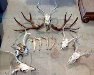Euro Mount Style Deer Skulls, Various Sizes, Qty 5, Jaw Bones, Qty 4, And Antler Buck Call, Qty 1 Pair