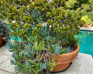 Impressive Succulent