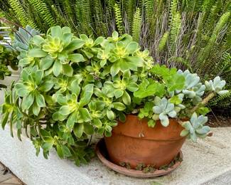 Full Succulent!