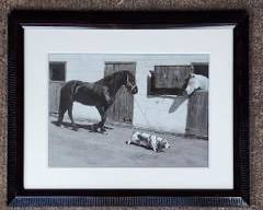 Photographer John Drysdale photo of Dog Pulling Horse Framed