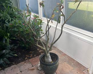 Live plants - Desert Rose