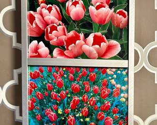 Tulip Photographs