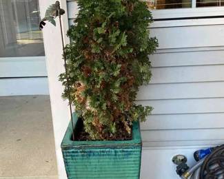 TerraCotta Planter With Teal Glaze And Evergreen