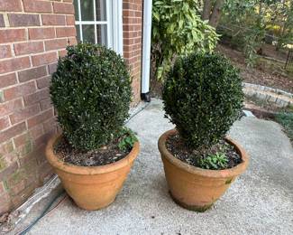 Huge boxwood planters