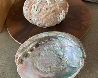 Mother of Pearl shell 