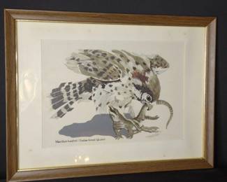 Indian Forest Falcon Print