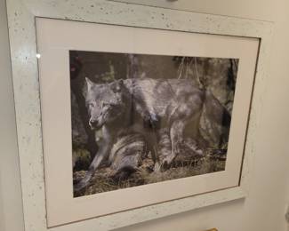 "Alaska Tundra Wolf" Gordon Ira Signed Photography- local 