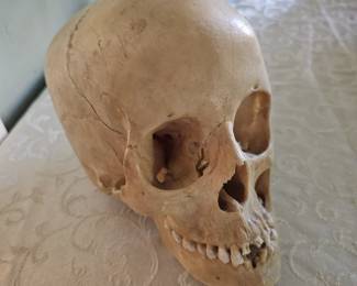 Dental study specimen Human skull.