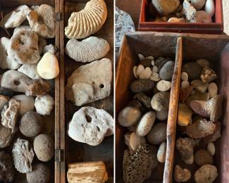 Fossils and rocks SO MANY