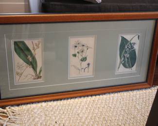 Botanical prints