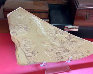 Fossil fish, Wyoming