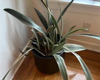 Pot and plant for sale during in-person shopping hours only.