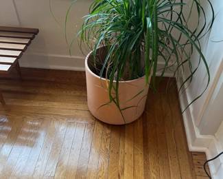 Pot and plant for sale during in-person shopping hours only.