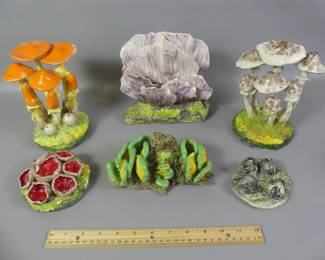 Collection 55 Maria Maravigna mushrooms. 