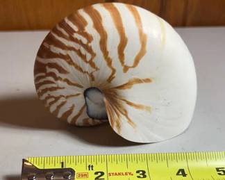 Nautilus Shell 
