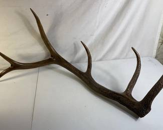 Elk Antler 