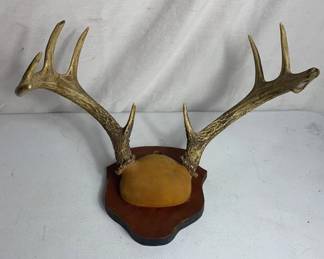 Deer Antlers 